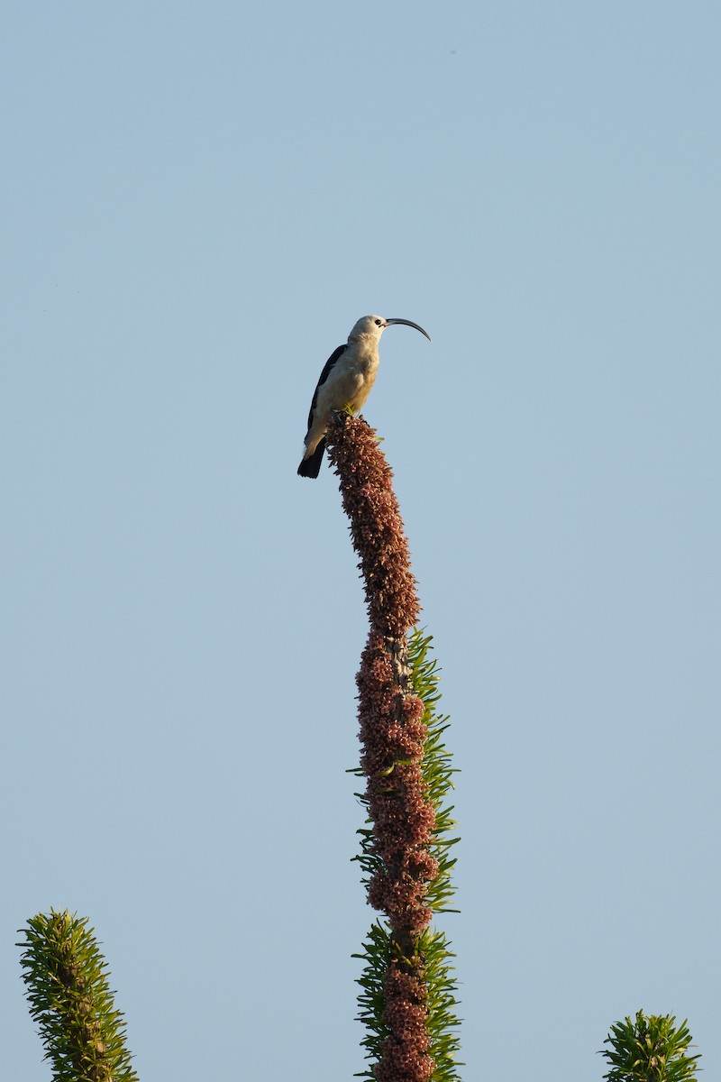 Sickle-billed Vanga - ML646042142