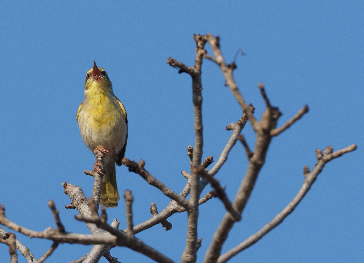 Stripe-throated Jery (Subdesert) - ML646042145
