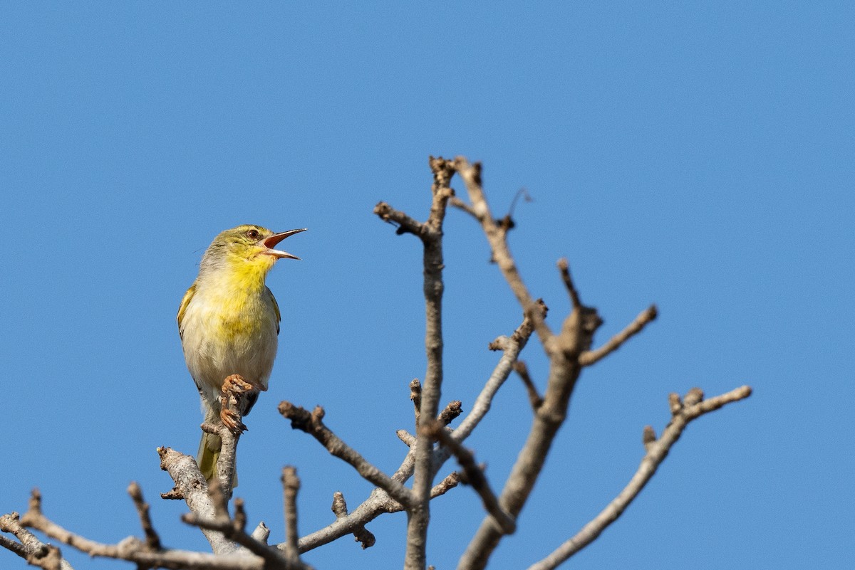 Stripe-throated Jery (Subdesert) - ML646042146