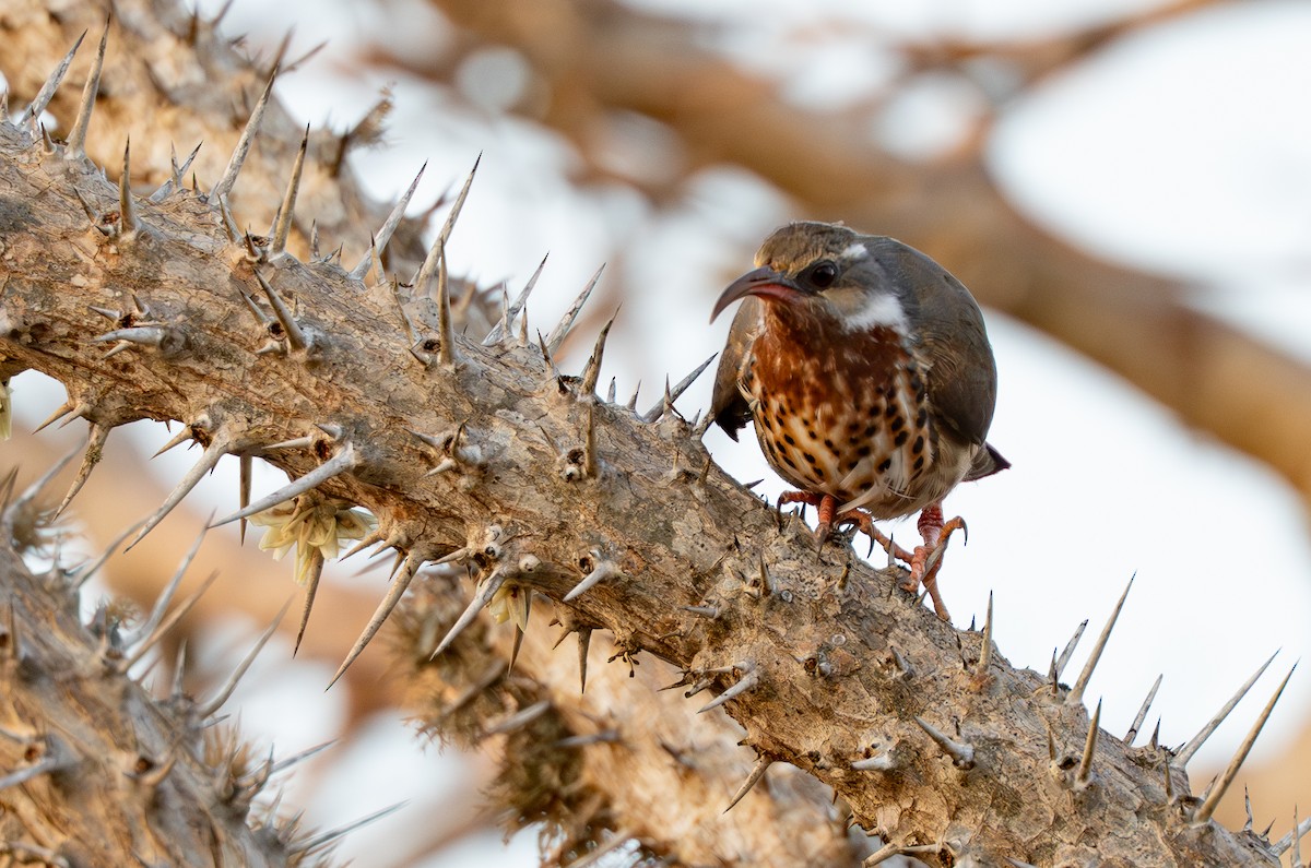 Subdesert Mesite - ML646042153