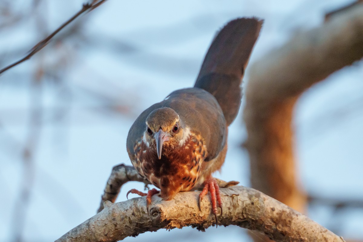 Subdesert Mesite - ML646042154