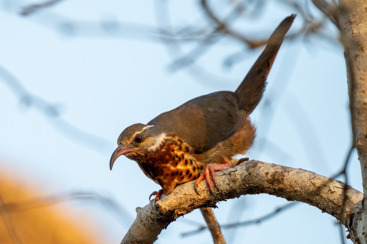 Subdesert Mesite - ML646042155