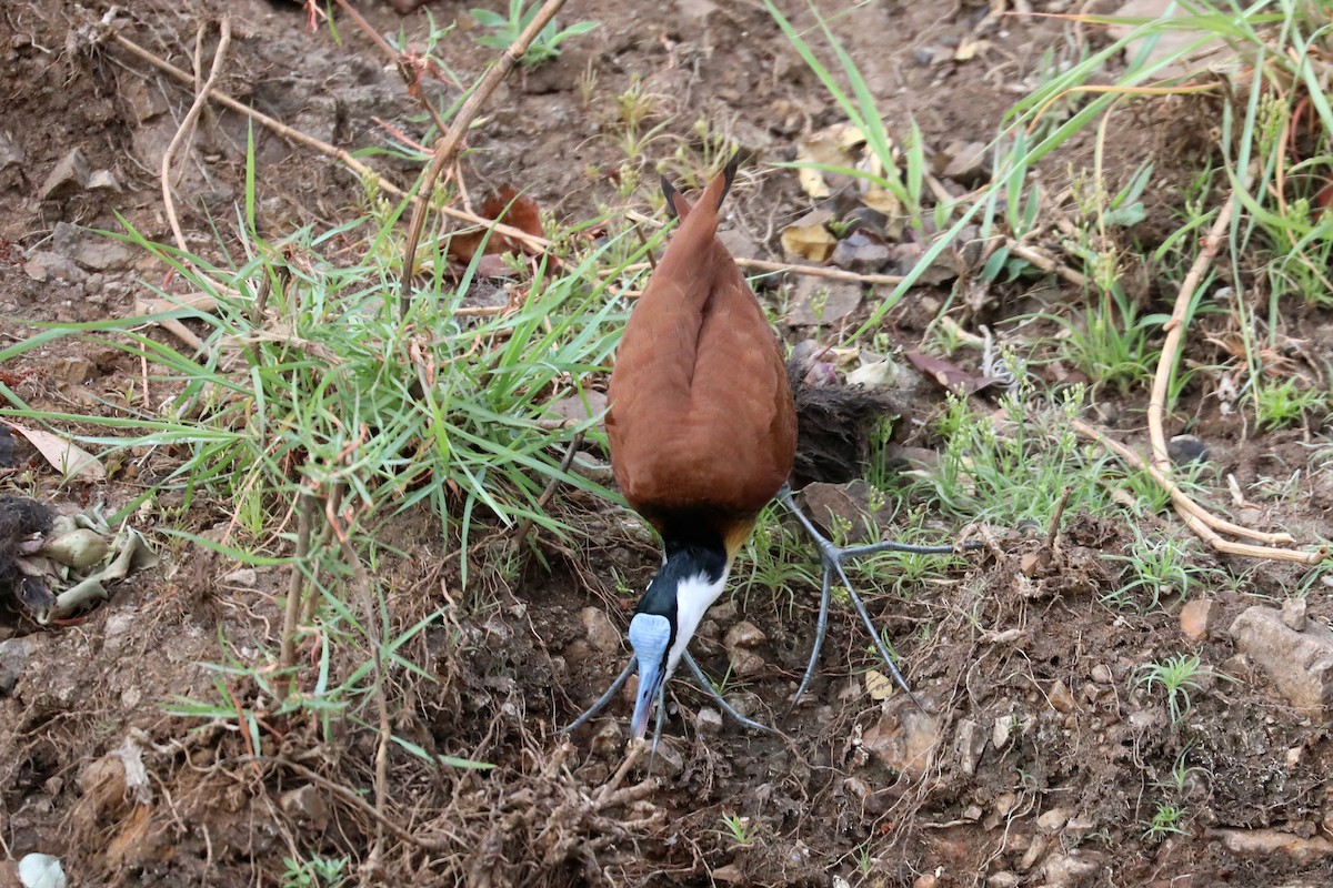African Jacana - ML646042156