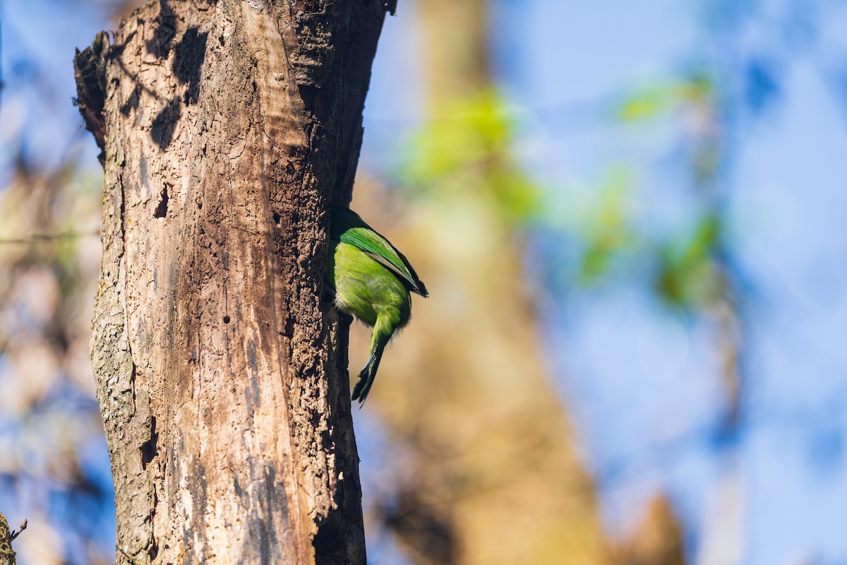 Blue-throated Barbet - ML646042164