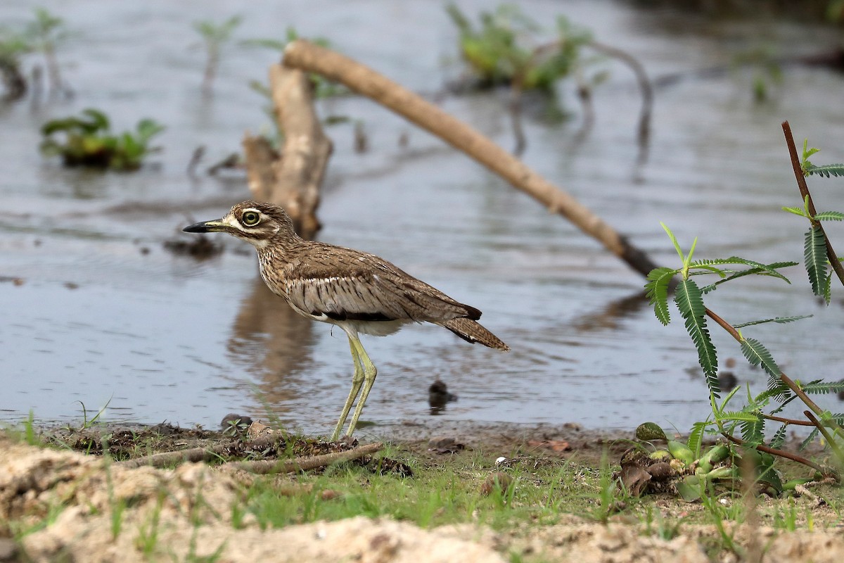 Water Thick-knee - ML646042171