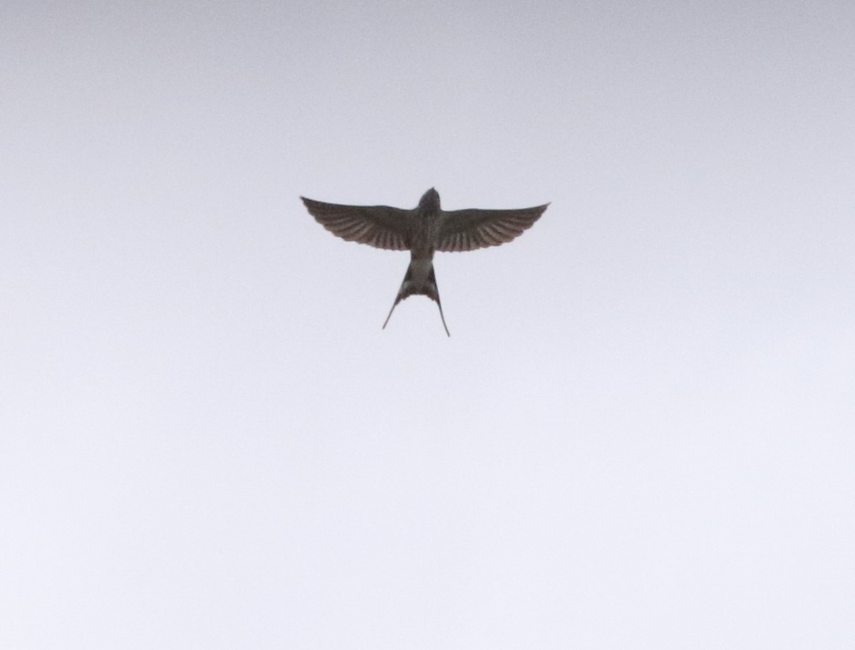 Lesser Striped Swallow - ML646042183