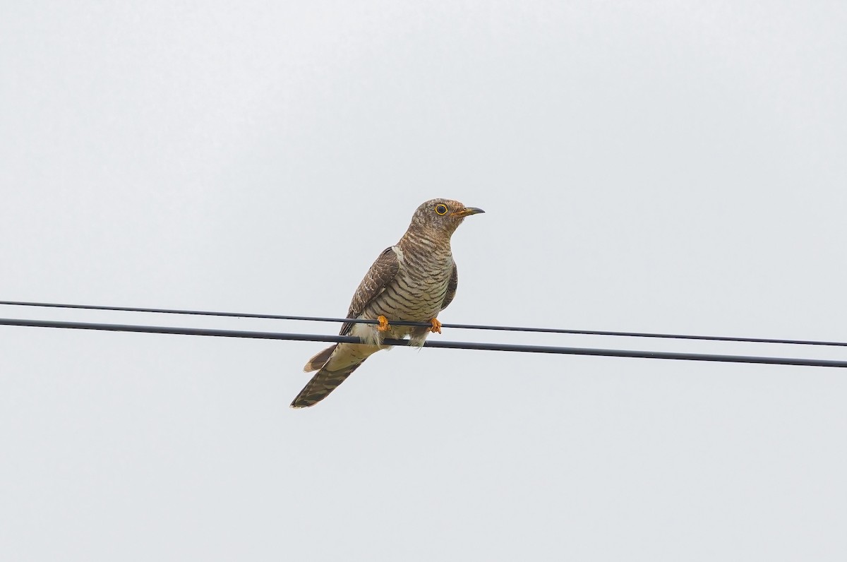 Common Cuckoo - ML646042187