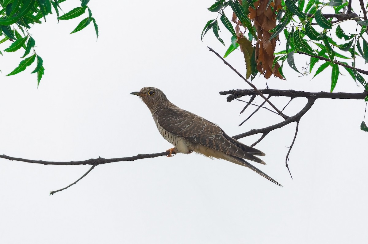 Common Cuckoo - ML646042188