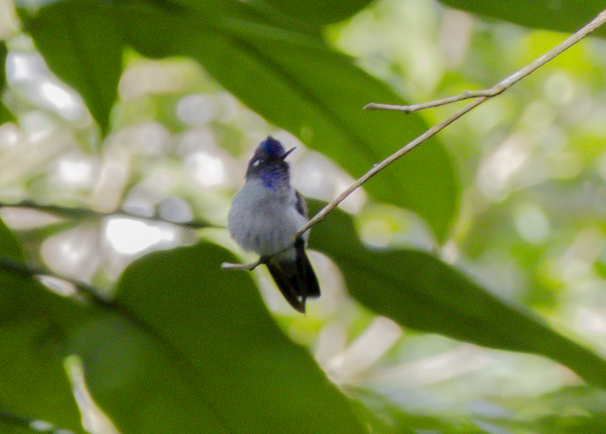 Violet-headed Hummingbird - ML646042193