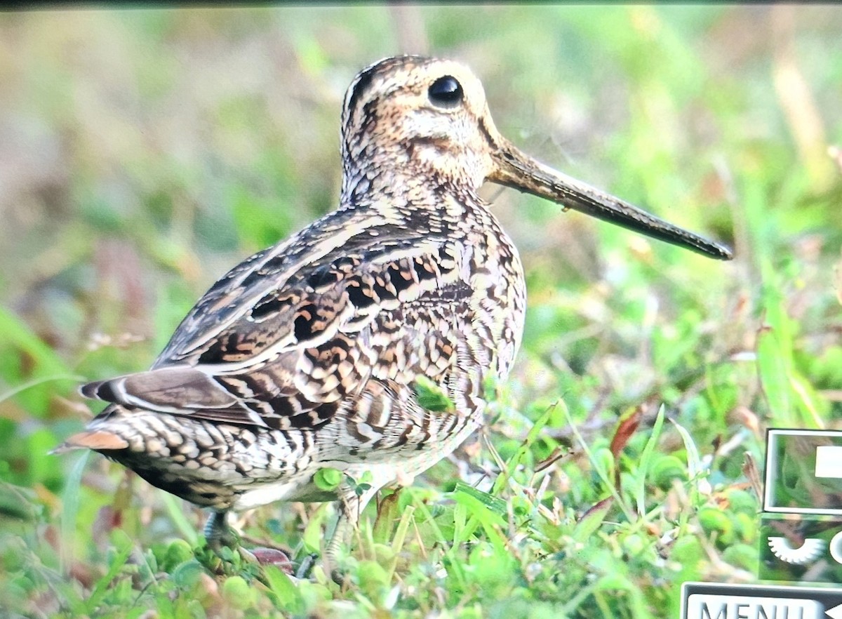 ハリオシギ - ML646042210