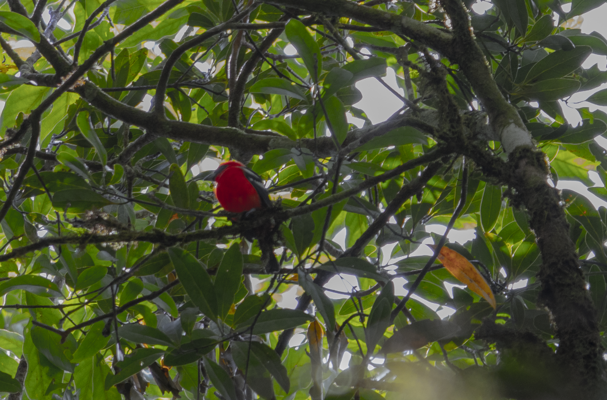 Піранга білокрила - ML646042231