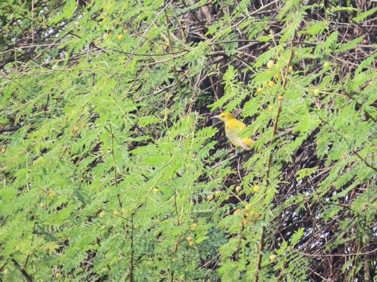 Indian Golden Oriole - ML646042232