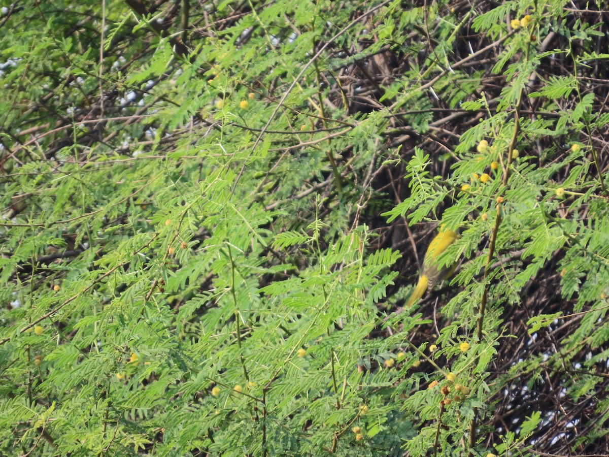 Indian Golden Oriole - ML646042234