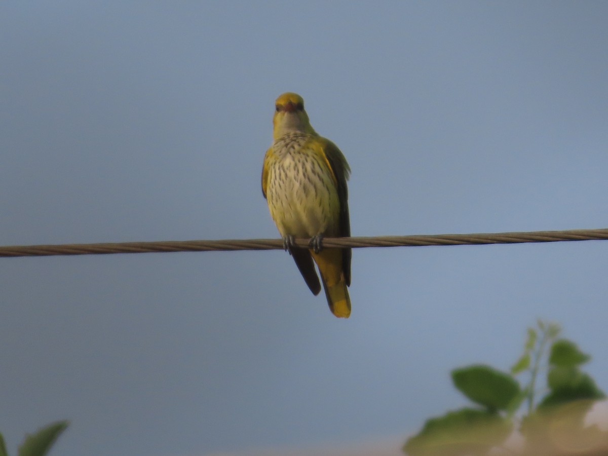 Indian Golden Oriole - ML646042243