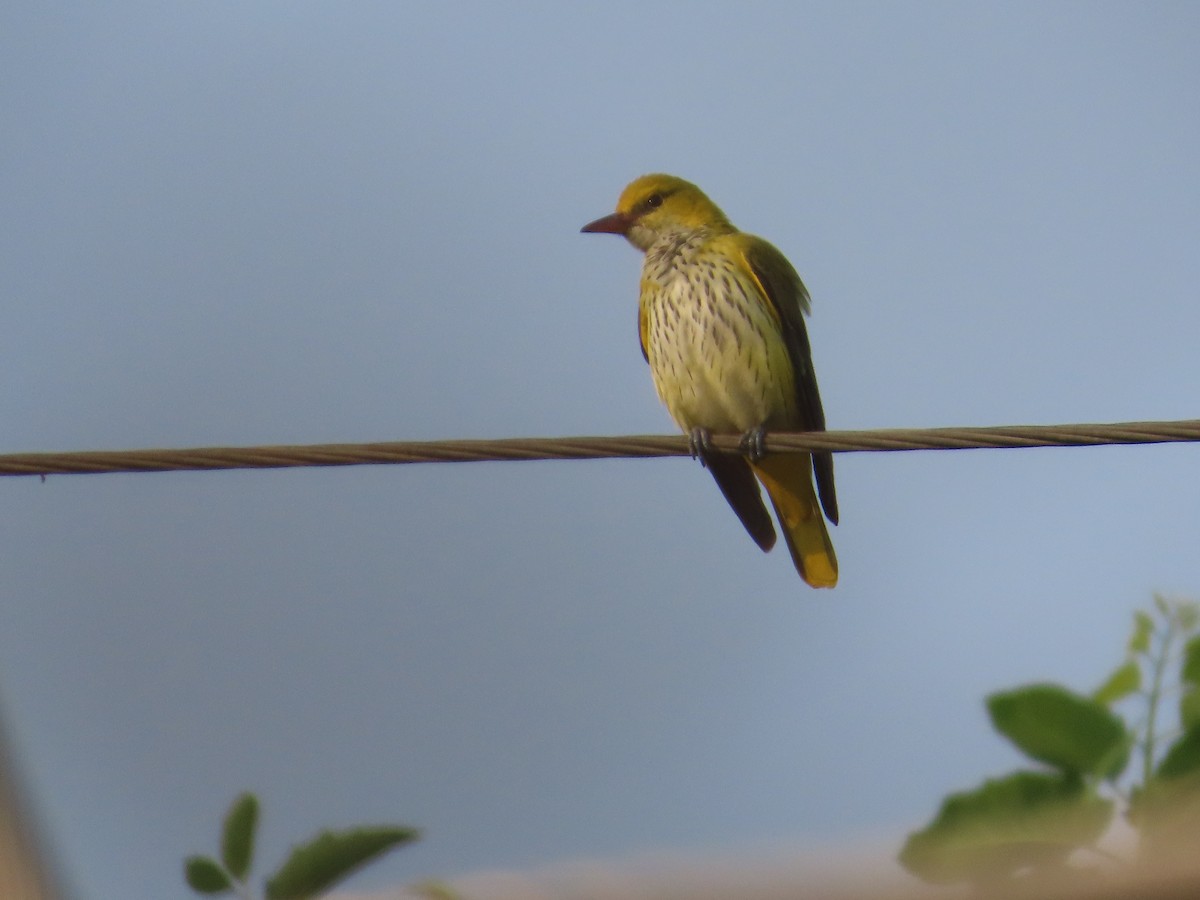 Indian Golden Oriole - ML646042244