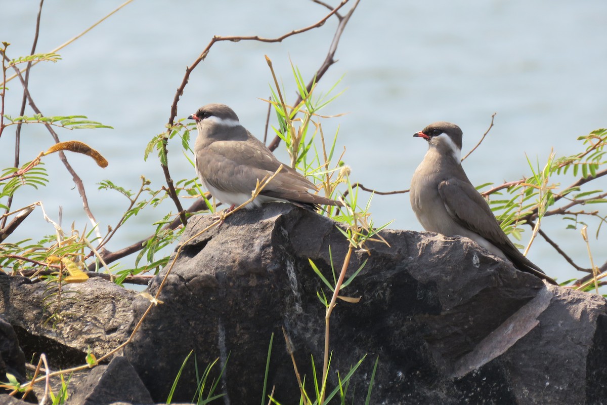 Rock Pratincole - ML646042246