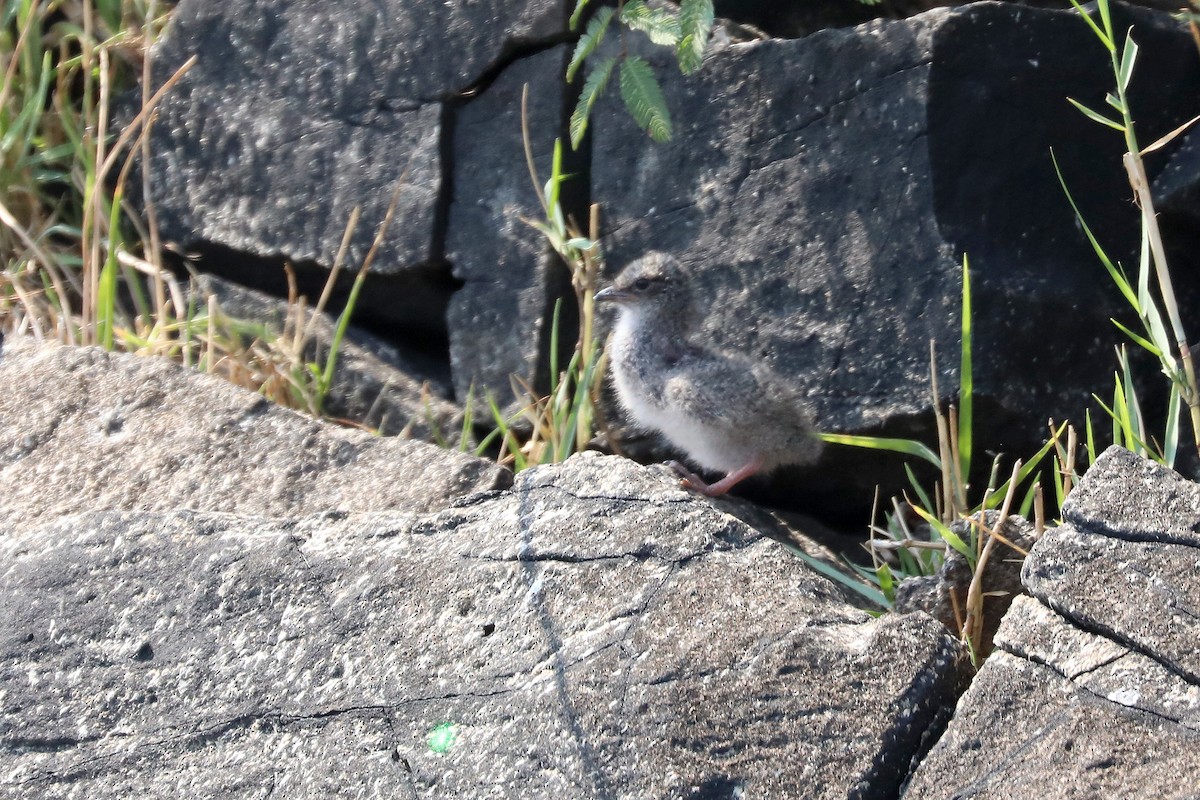 Rock Pratincole - ML646042247
