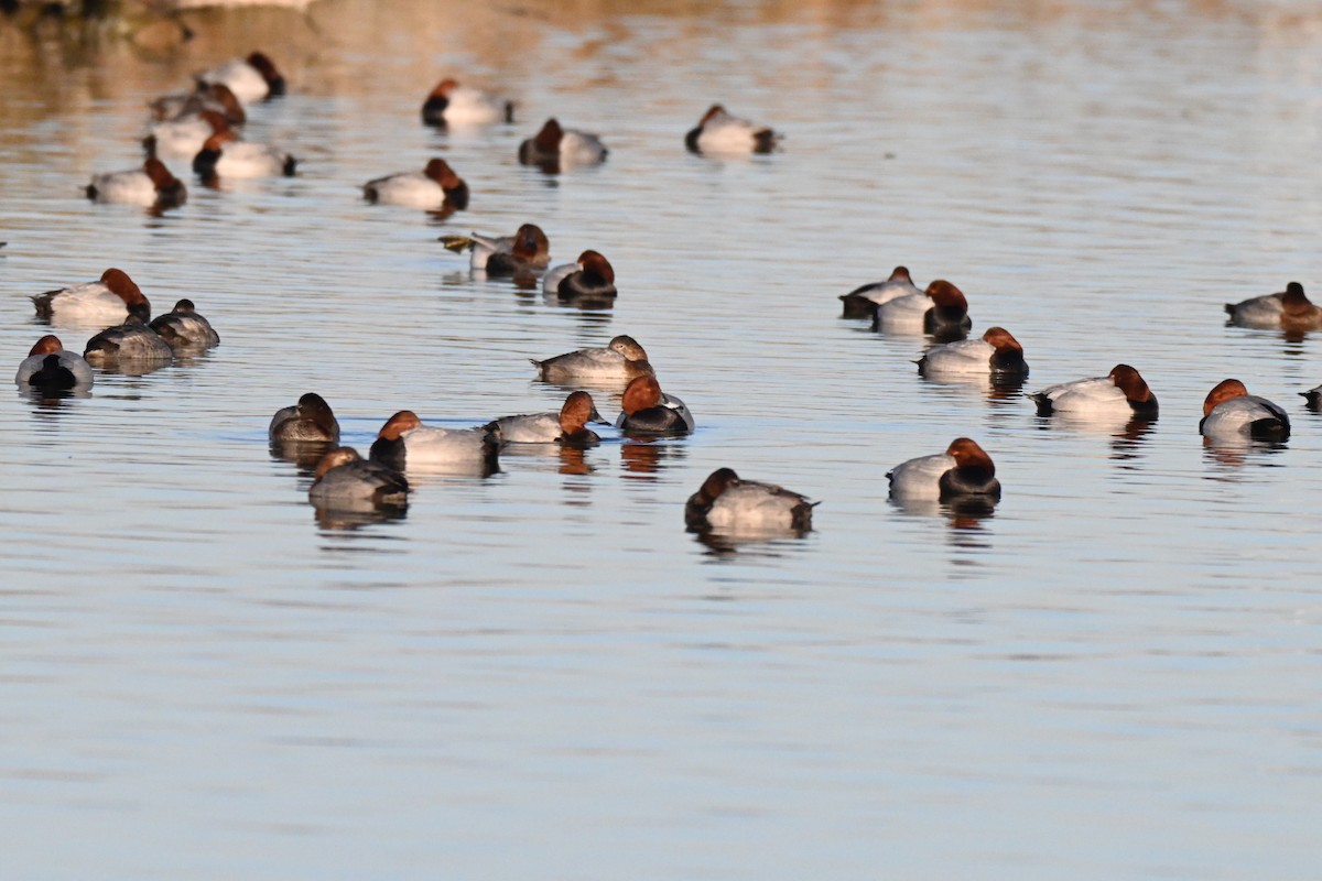 Common Pochard - ML646042258