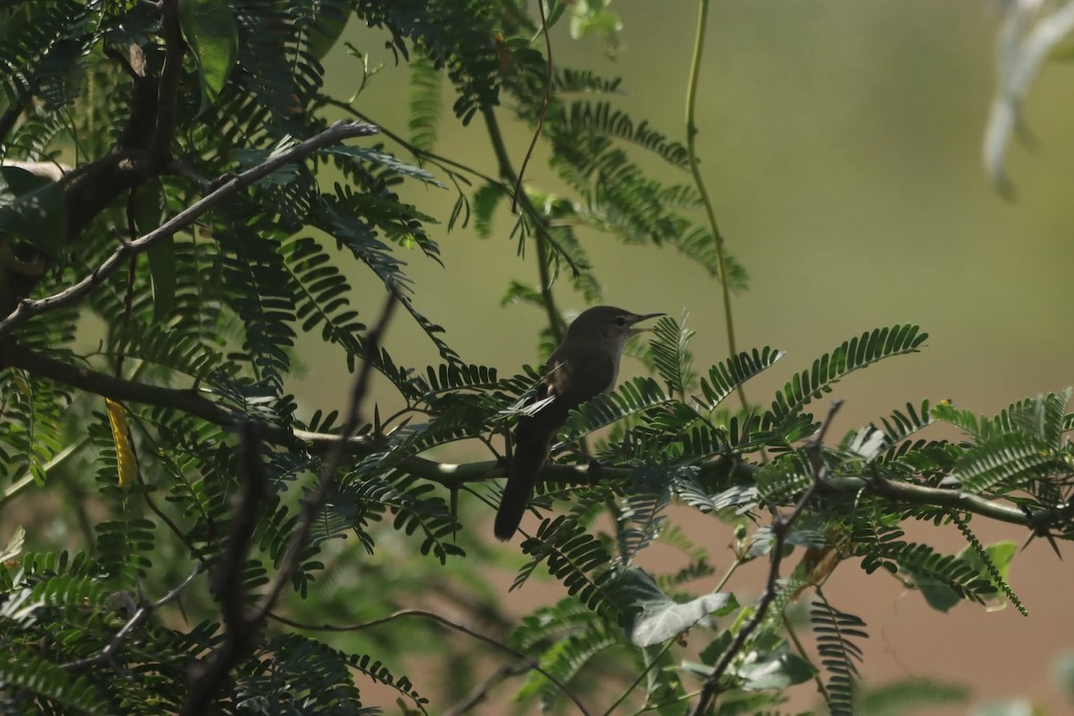 Clamorous Reed Warbler - ML646042260