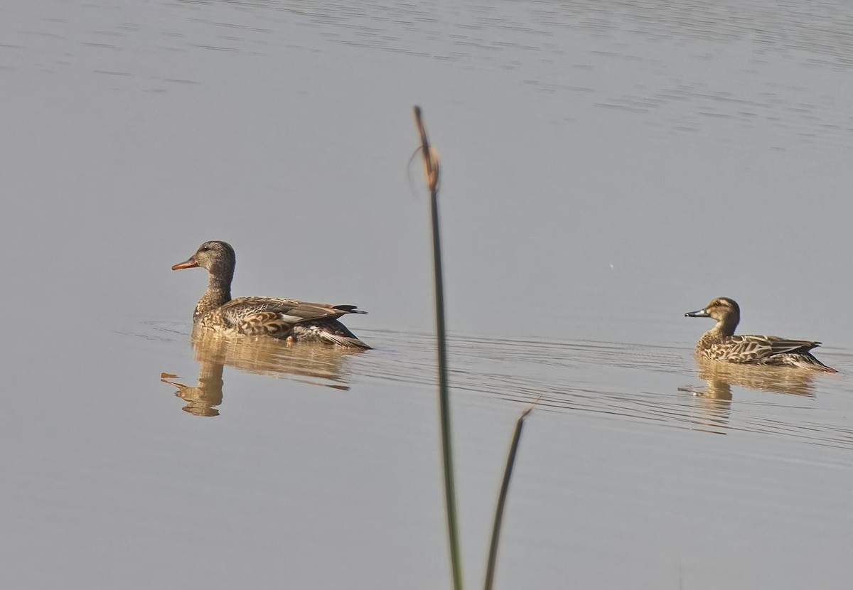 snadderand - ML646042267