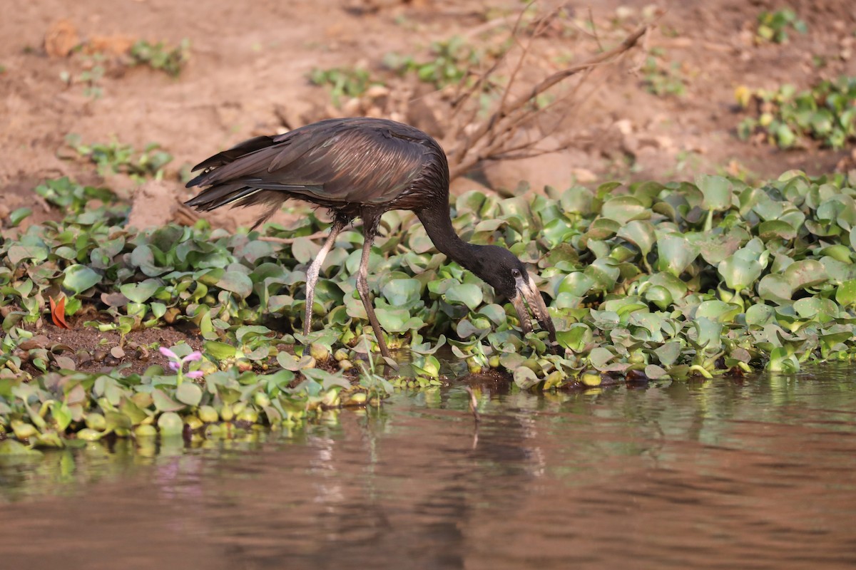クロスキハシコウ - ML646042268
