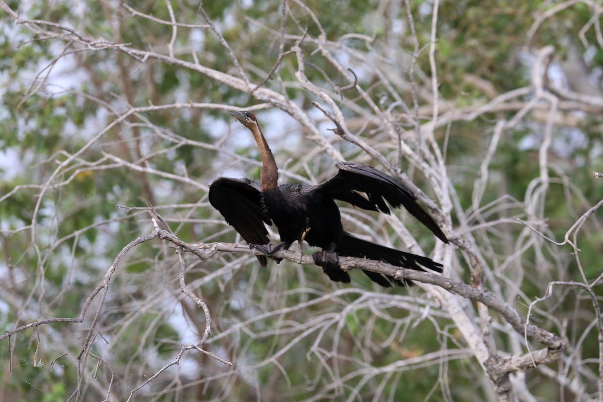 African Darter - ML646042274