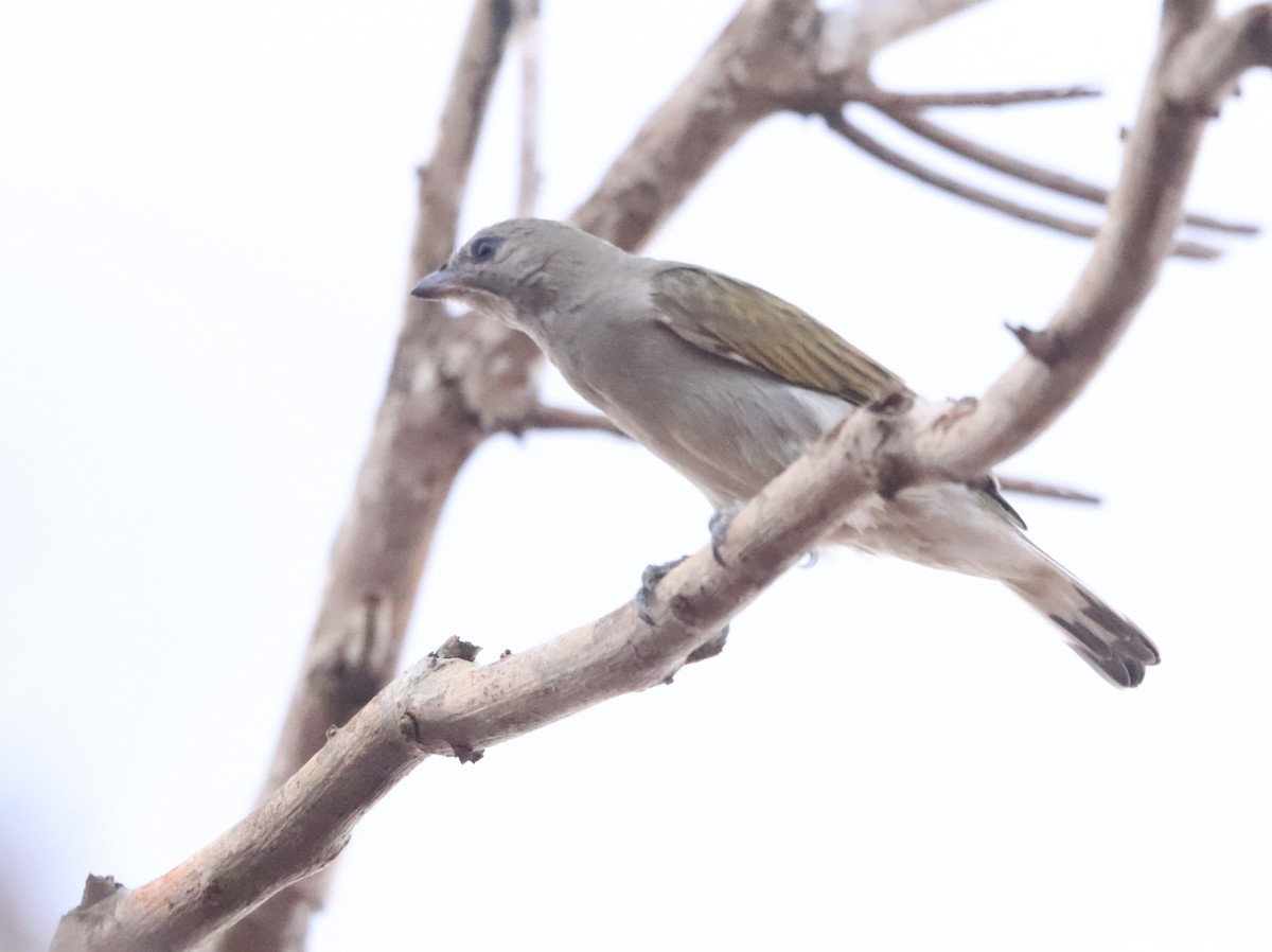 Lesser Honeyguide - ML646042283