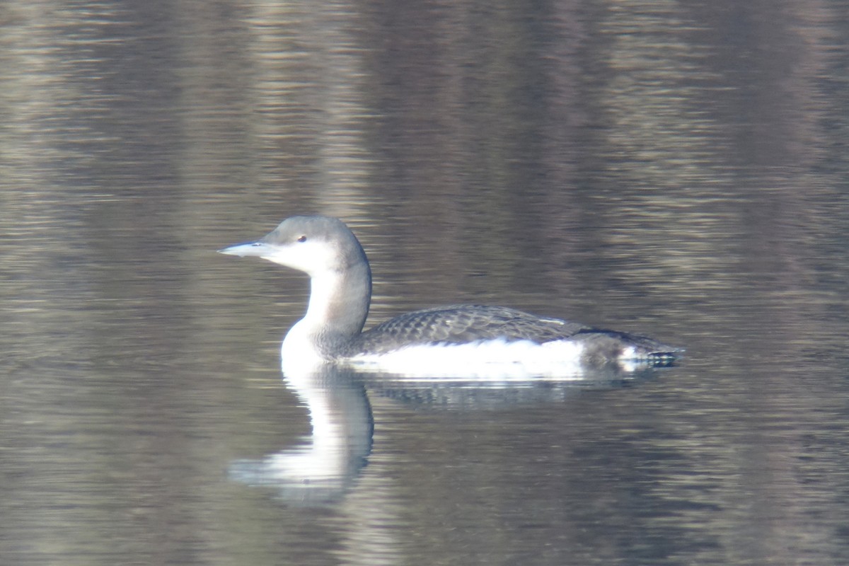Arctic Loon - ML646042297