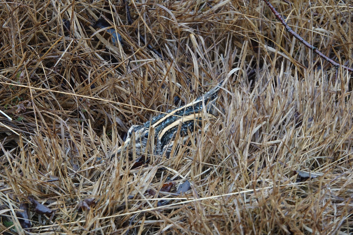 Agachadiza Chica - ML646042301