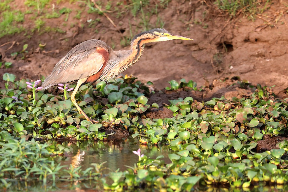 Purple Heron - ML646042307