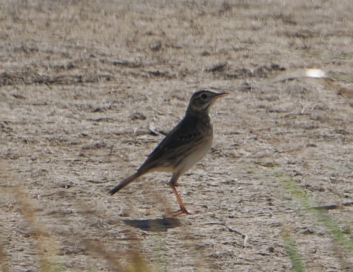 Australspornpieper - ML646042311