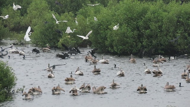 Spot-billed Pelican - ML646042312