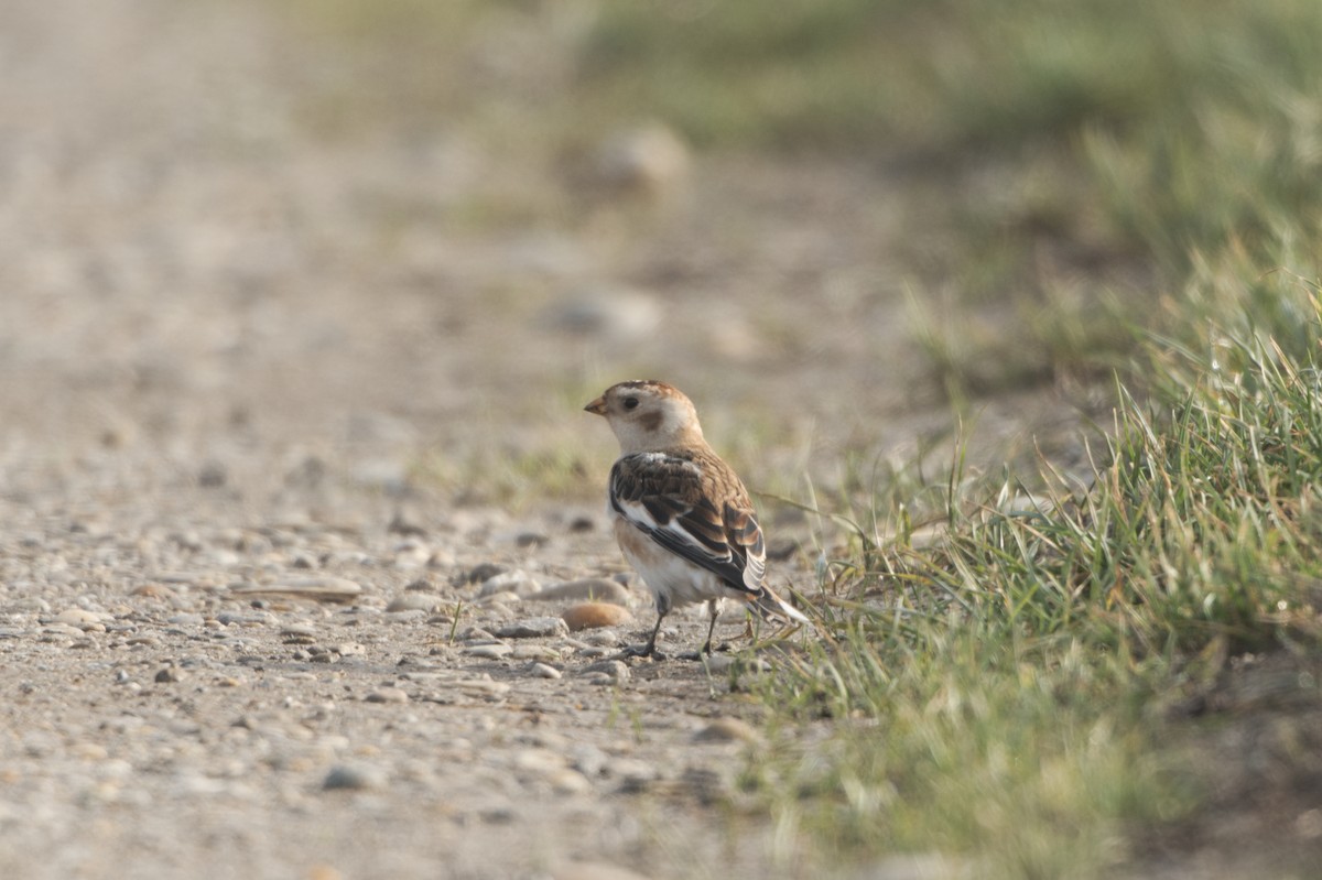Snow Bunting - ML646042314