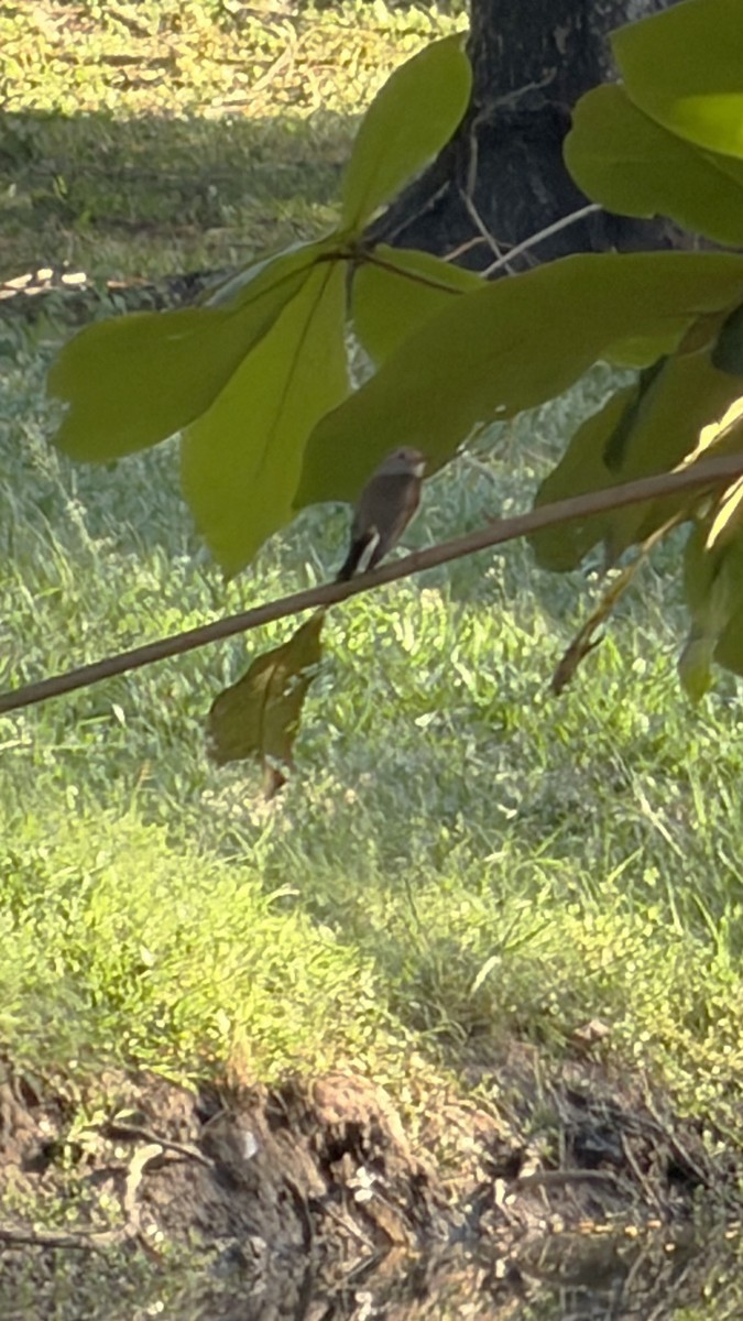 Taiga Flycatcher - ML646042332