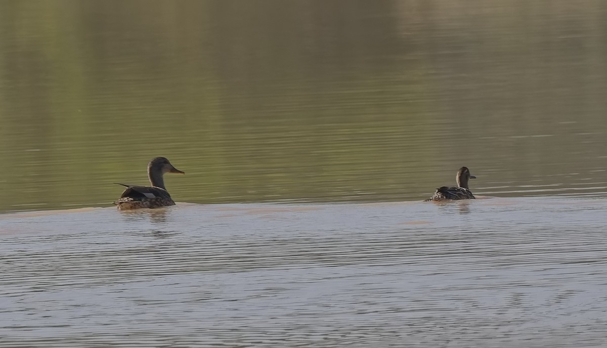 snadderand - ML646042334