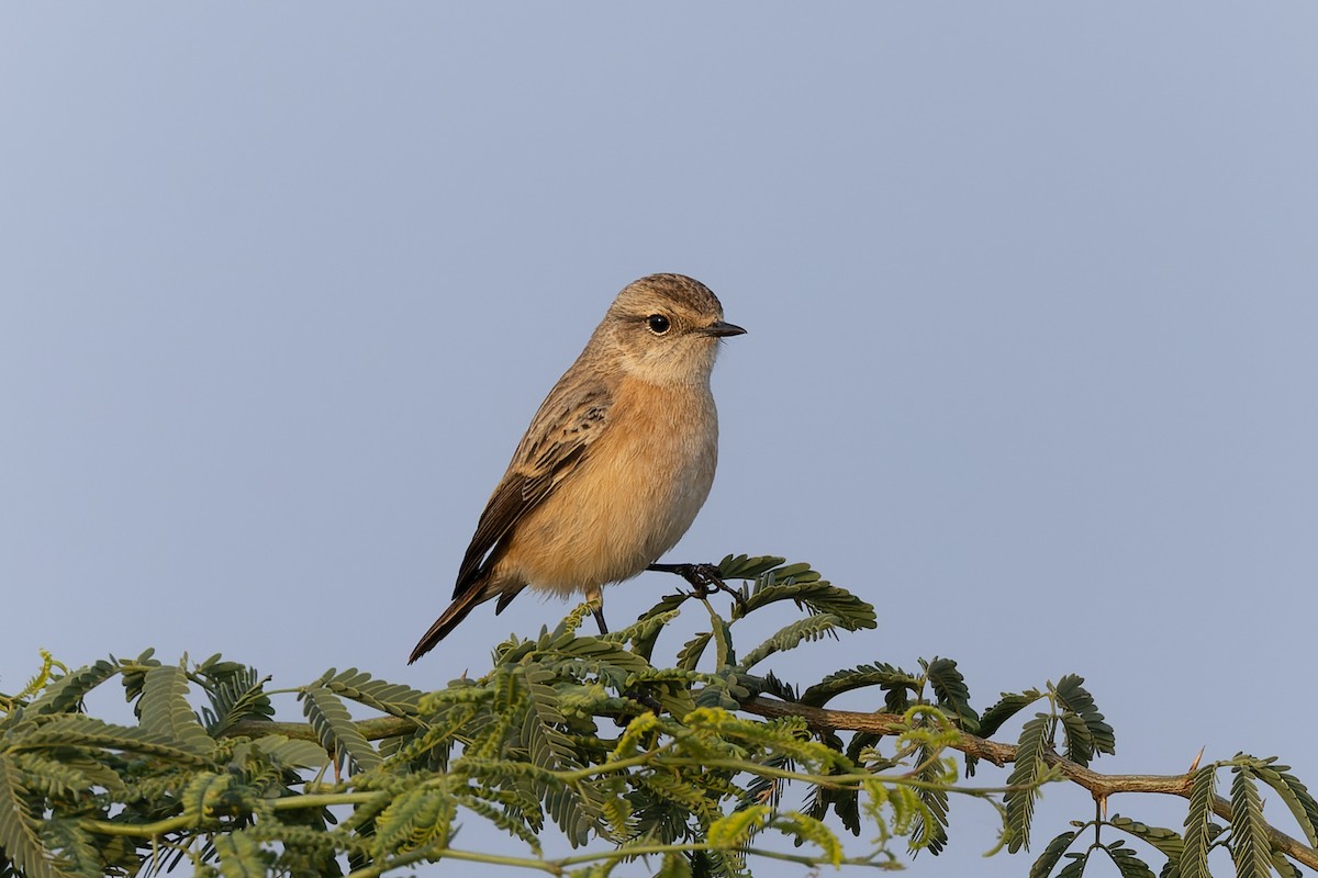 bramborníček sibiřský - ML646042346