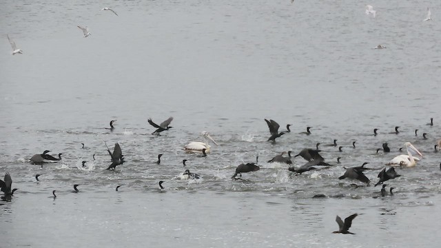 Indian Cormorant - ML646042353