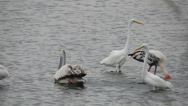 Painted Stork - ML646042359