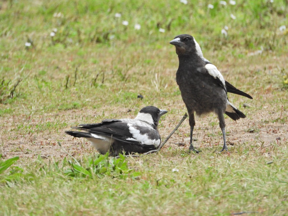 Australian Magpie (White-backed) - ML646042379