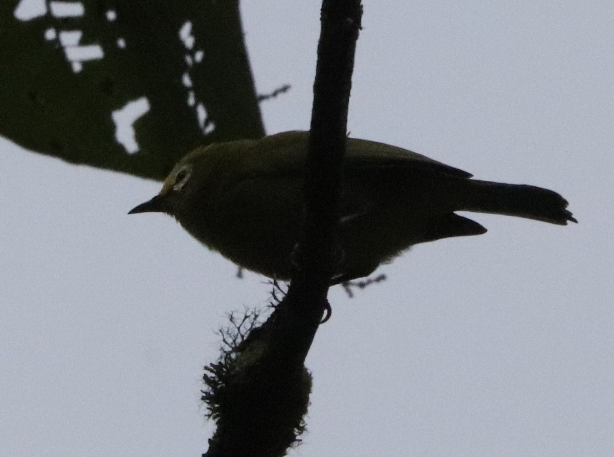 Kikuyu White-eye - ML646042380