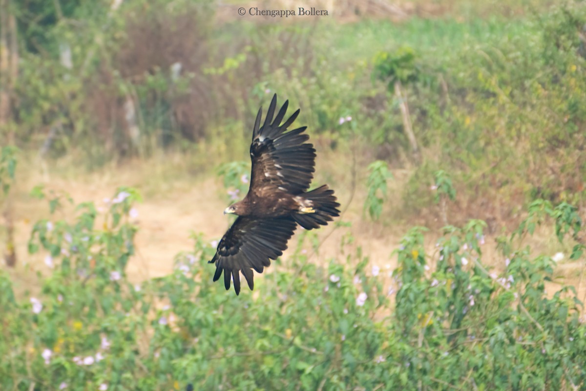 Greater Spotted Eagle - ML646042381