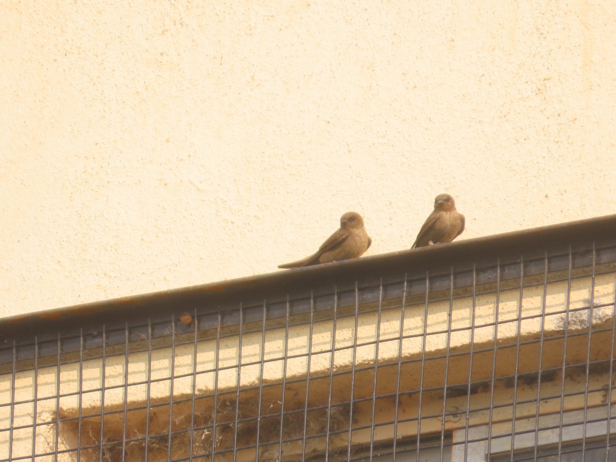 Dusky Crag-Martin - ML646042382