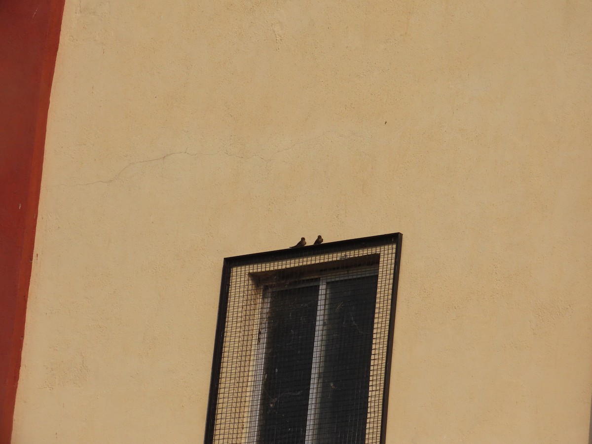 Dusky Crag-Martin - ML646042383