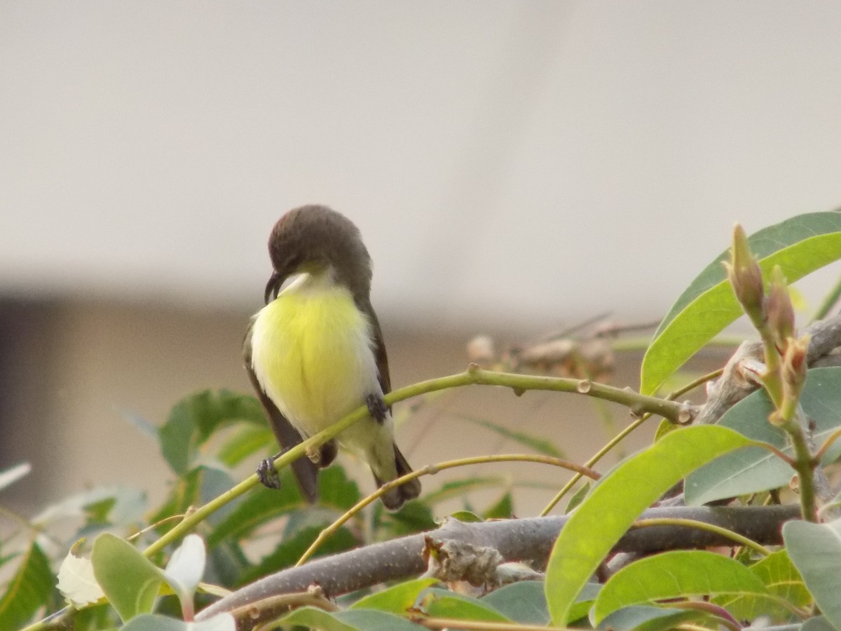 Purple-rumped Sunbird - ML646042384