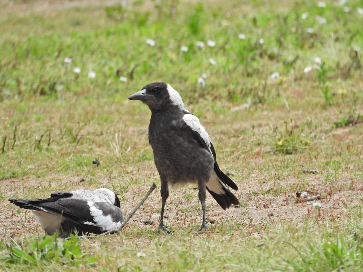 Australian Magpie (White-backed) - ML646042386
