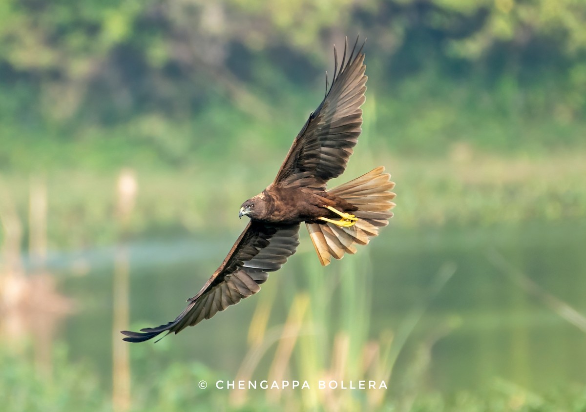 Western Marsh Harrier - ML646042391