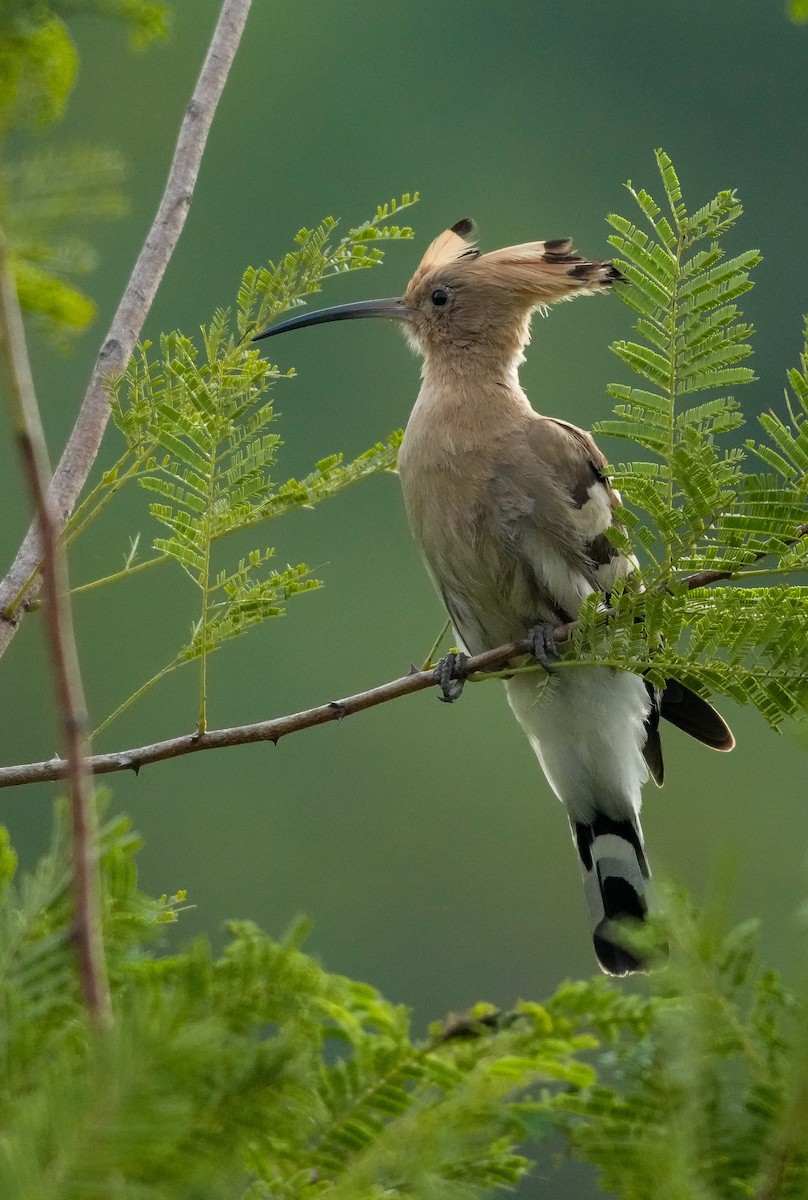 Common Hoopoe - ML646042392