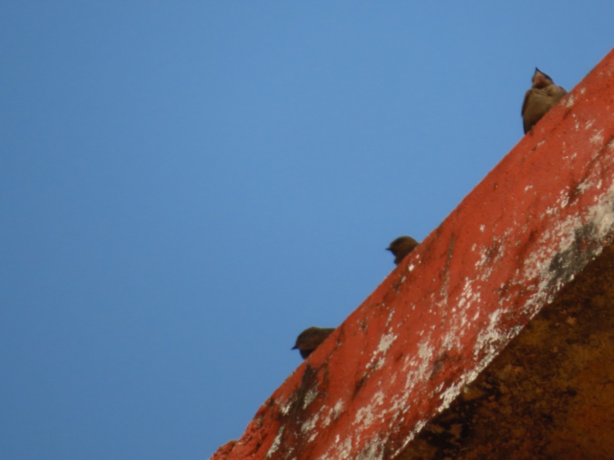 Dusky Crag-Martin - ML646042393