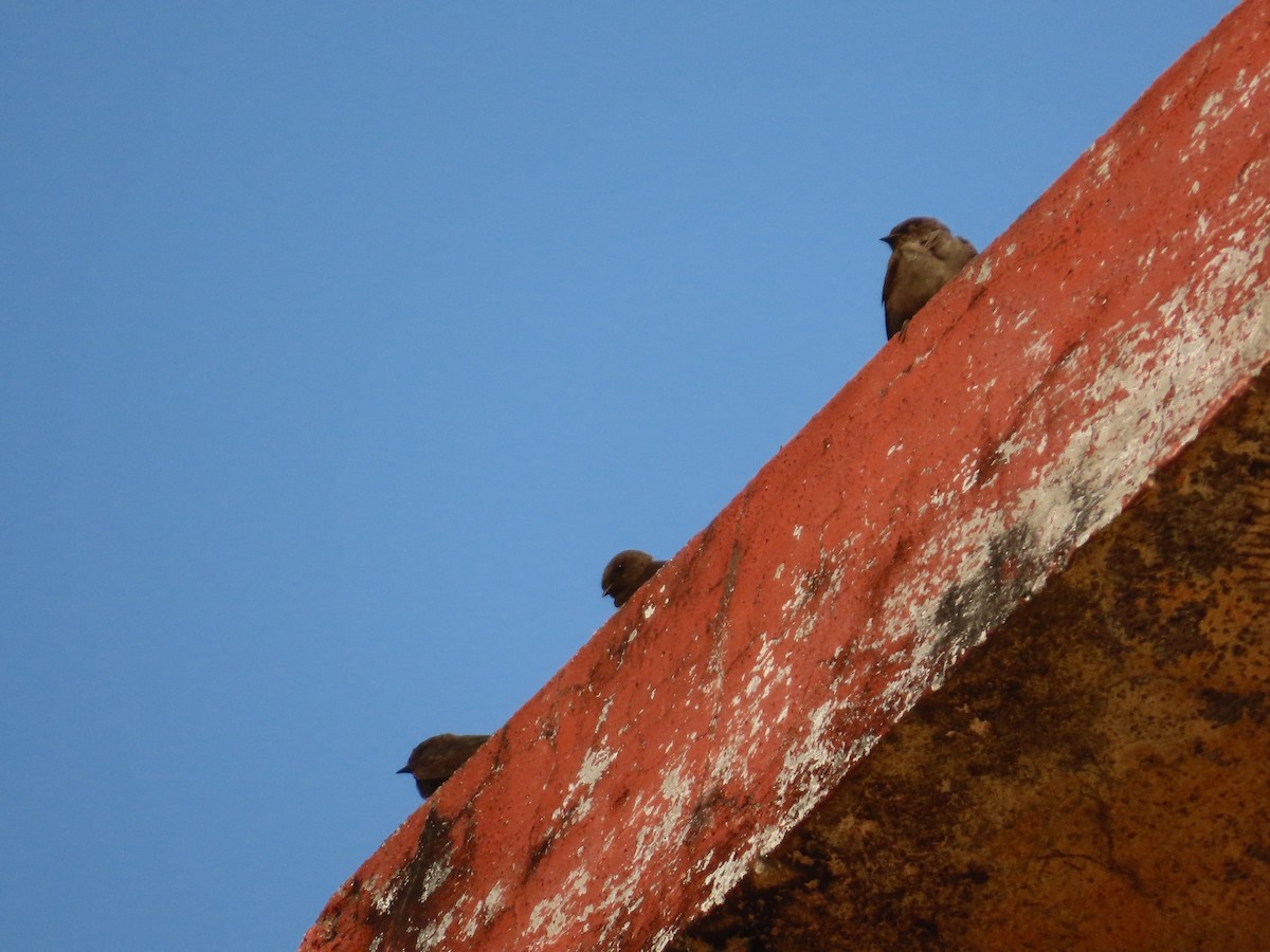 Dusky Crag-Martin - ML646042394