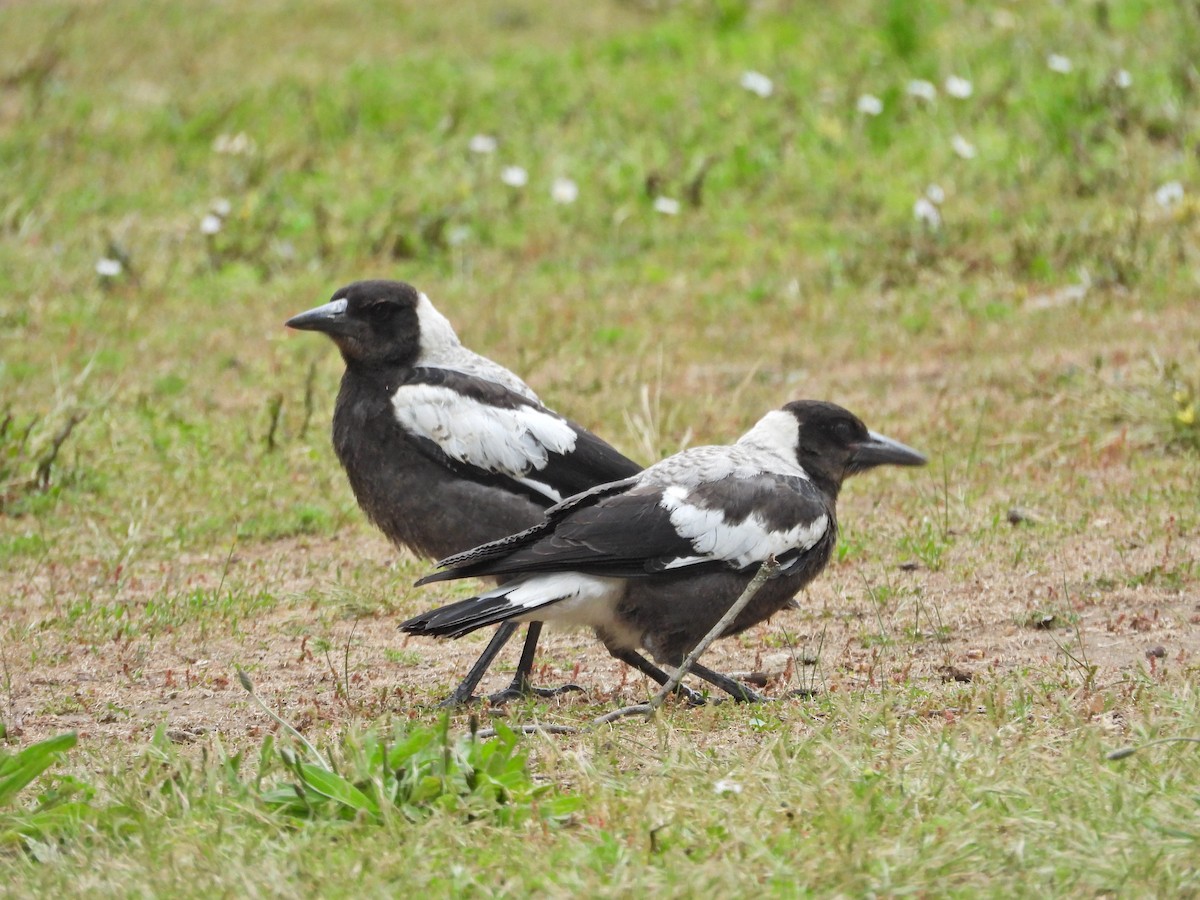 Australian Magpie (White-backed) - ML646042395